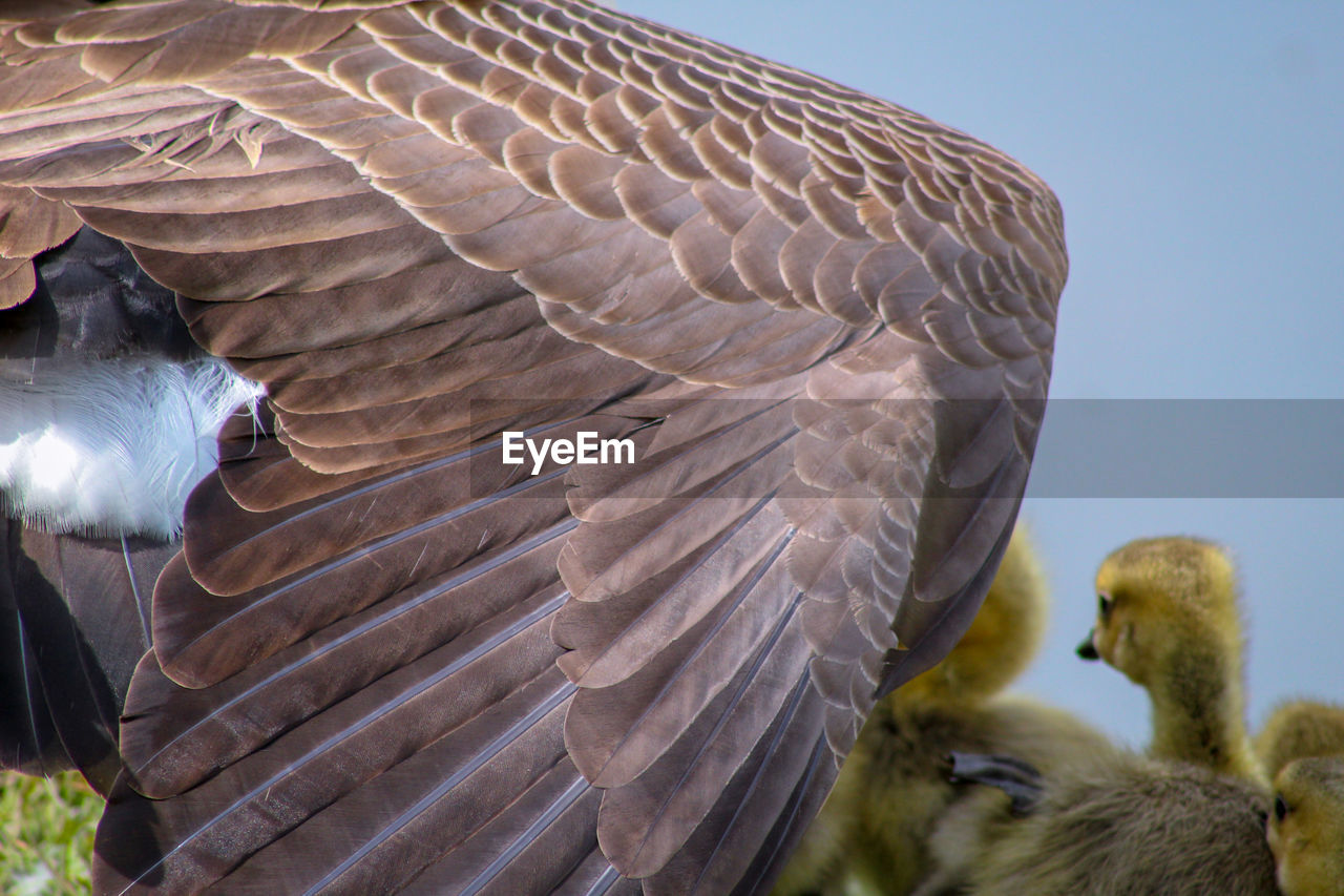 LOW ANGLE VIEW OF EAGLE FLYING