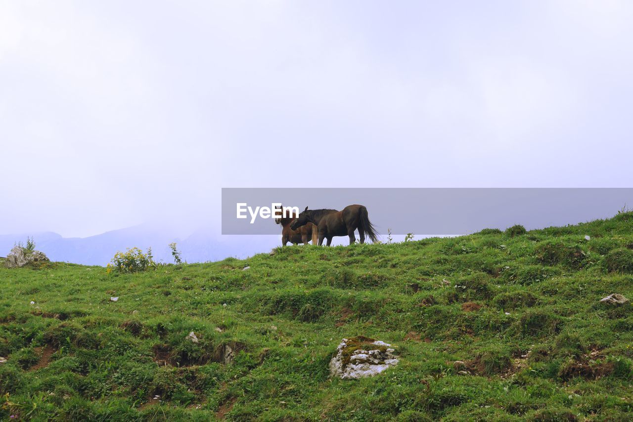 Horses on field