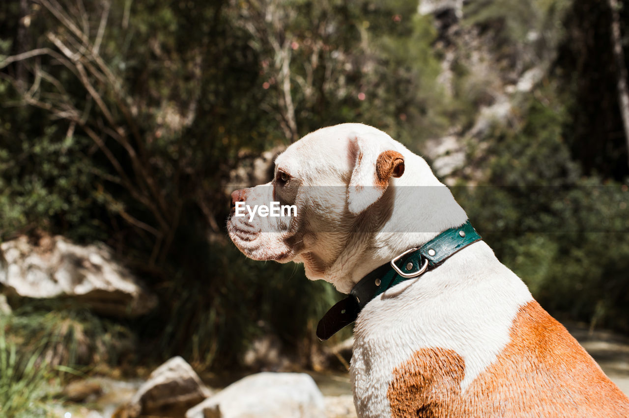 American bulldog sitting by river, profile shot