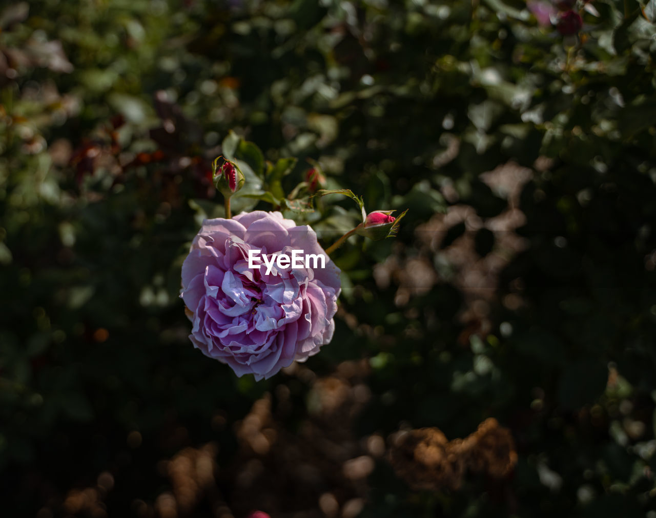 Close-up of pink rose