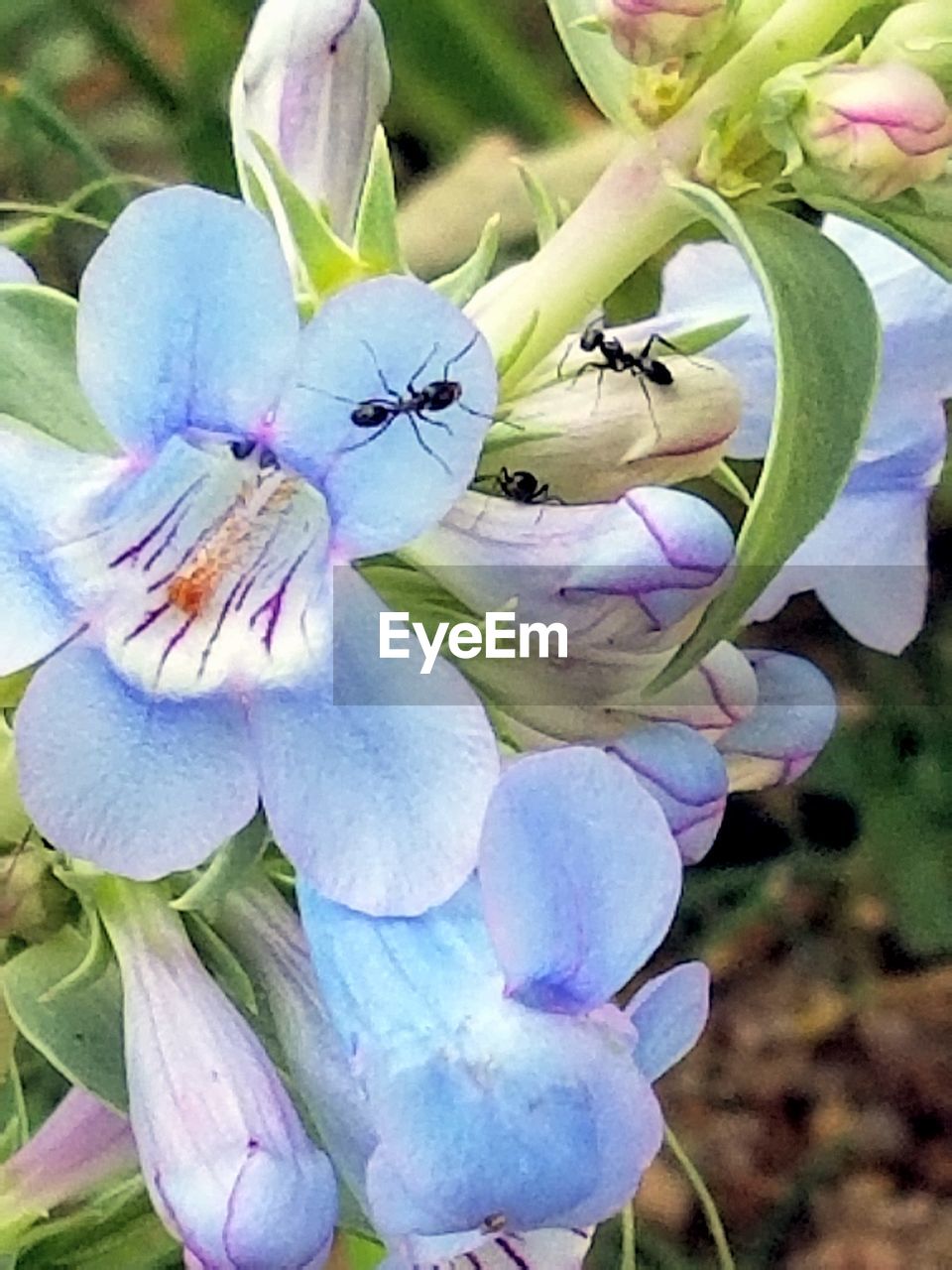 CLOSE-UP OF BUMBLEBEE ON FLOWERS