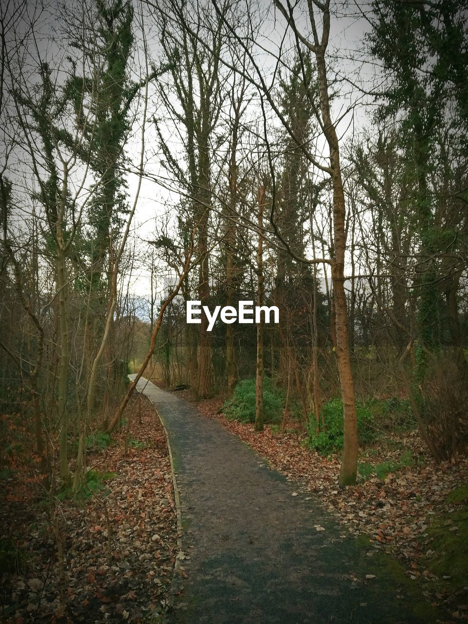 ROAD AMIDST TREES IN FOREST