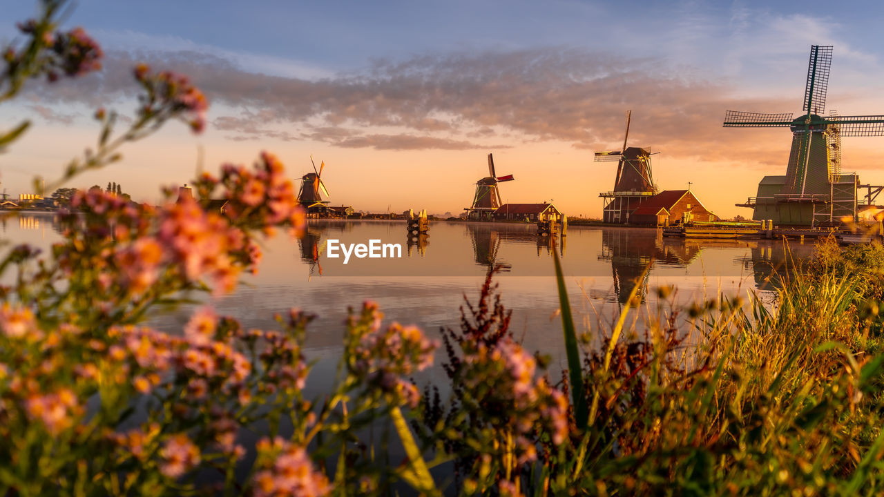 Plants growing against traditional windmills during sunset