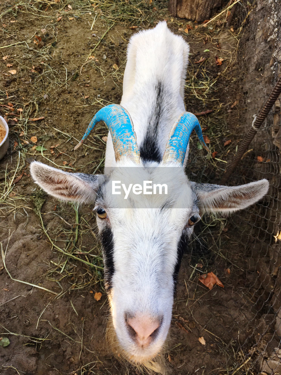 The blue goat