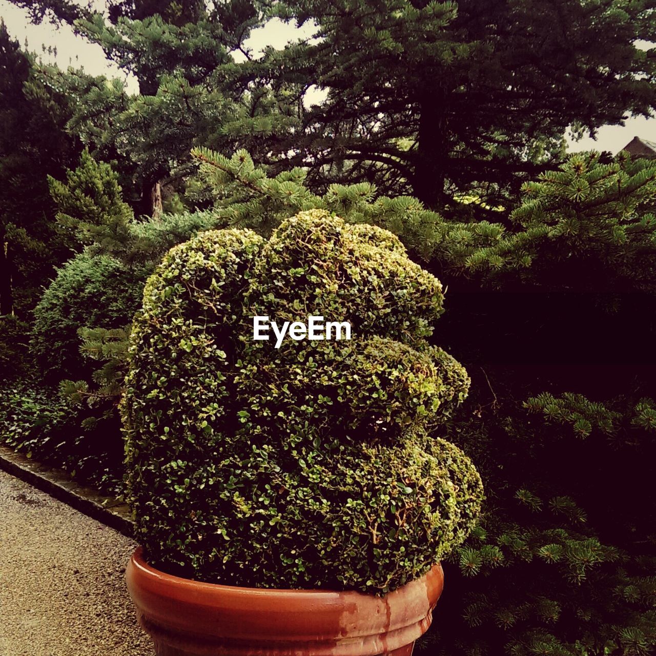 Wet topiary plant in yard