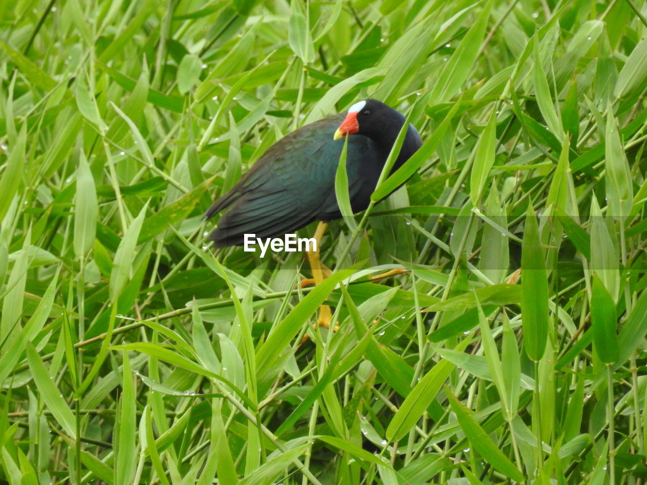 BIRD PERCHING ON GRASS