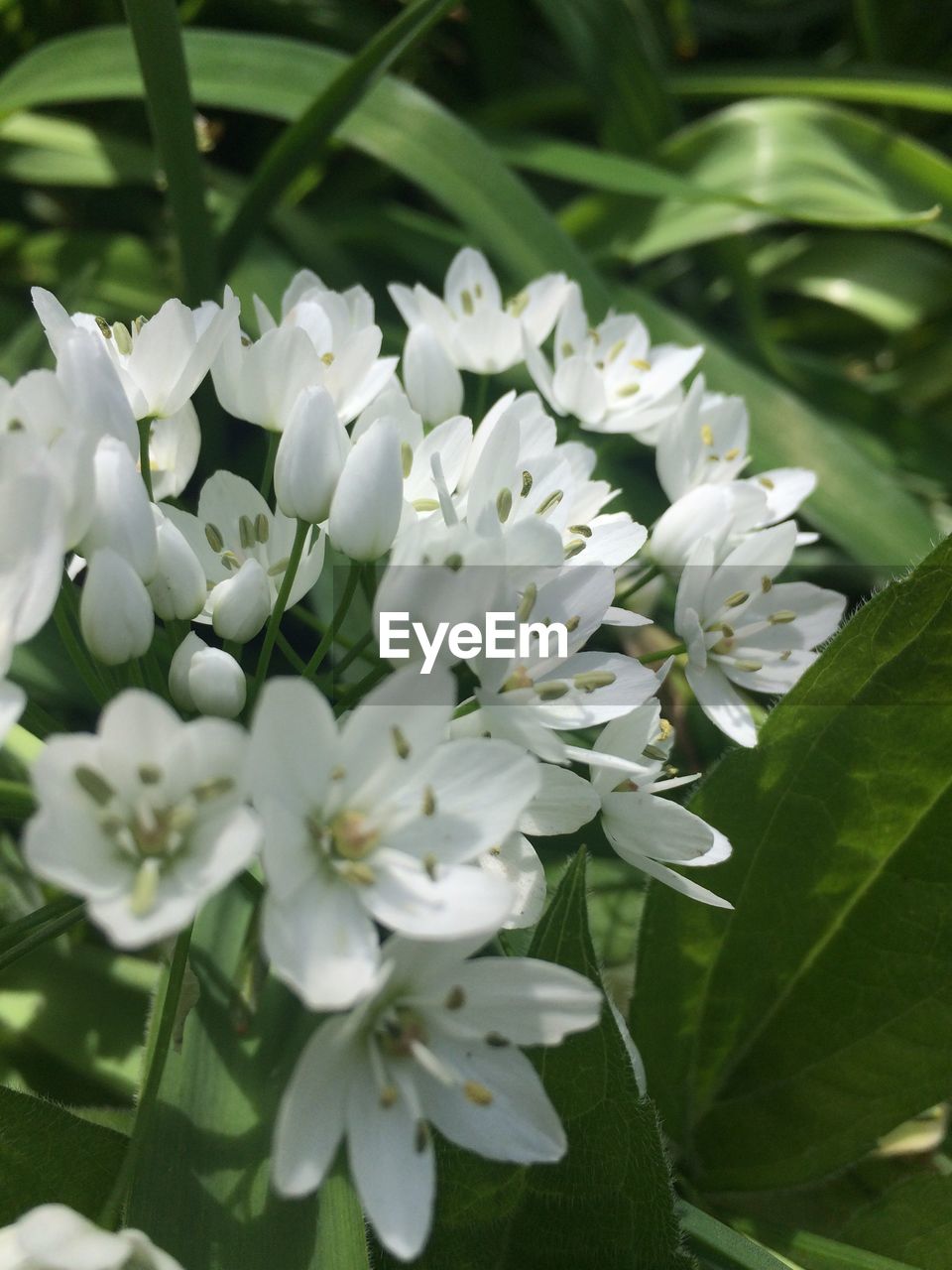 CLOSE-UP OF WHITE FLOWERS BLOOMING