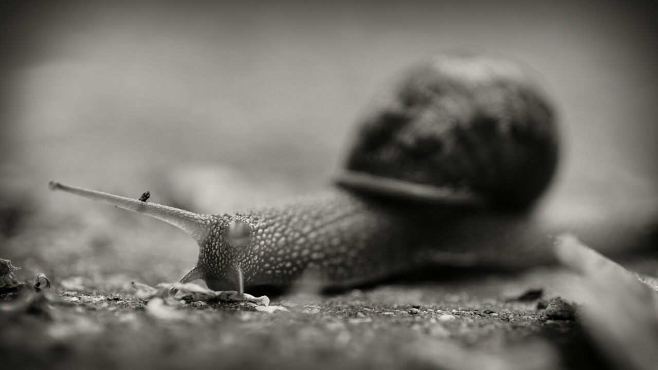 Close-up of snail