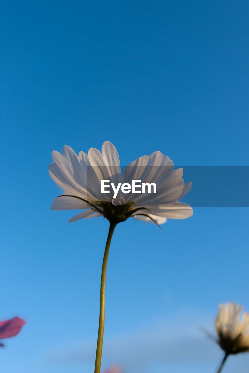 flower, flowering plant, plant, freshness, blue, beauty in nature, sky, nature, petal, fragility, flower head, close-up, inflorescence, blossom, growth, no people, clear sky, plant stem, low angle view, macro photography, field, copy space, outdoors, day, sunlight, focus on foreground, springtime