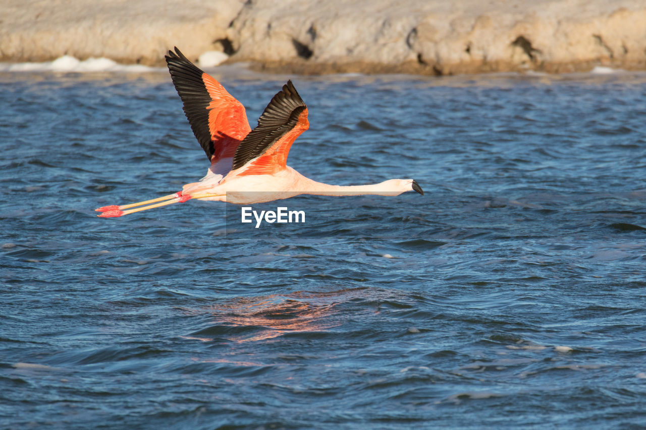 VIEW OF BIRD FLYING OVER SEA