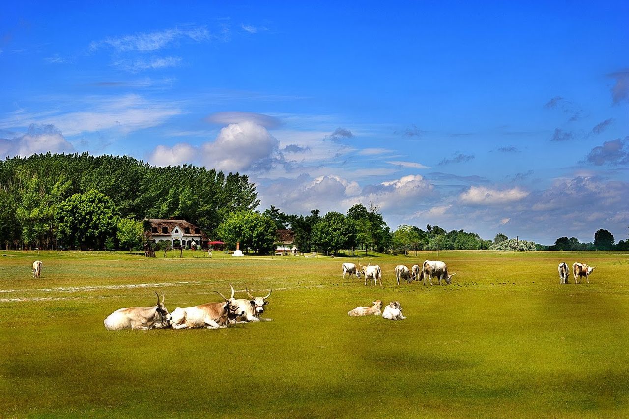 SHEEP GRAZING ON GRASSY FIELD AGAINST SKY
