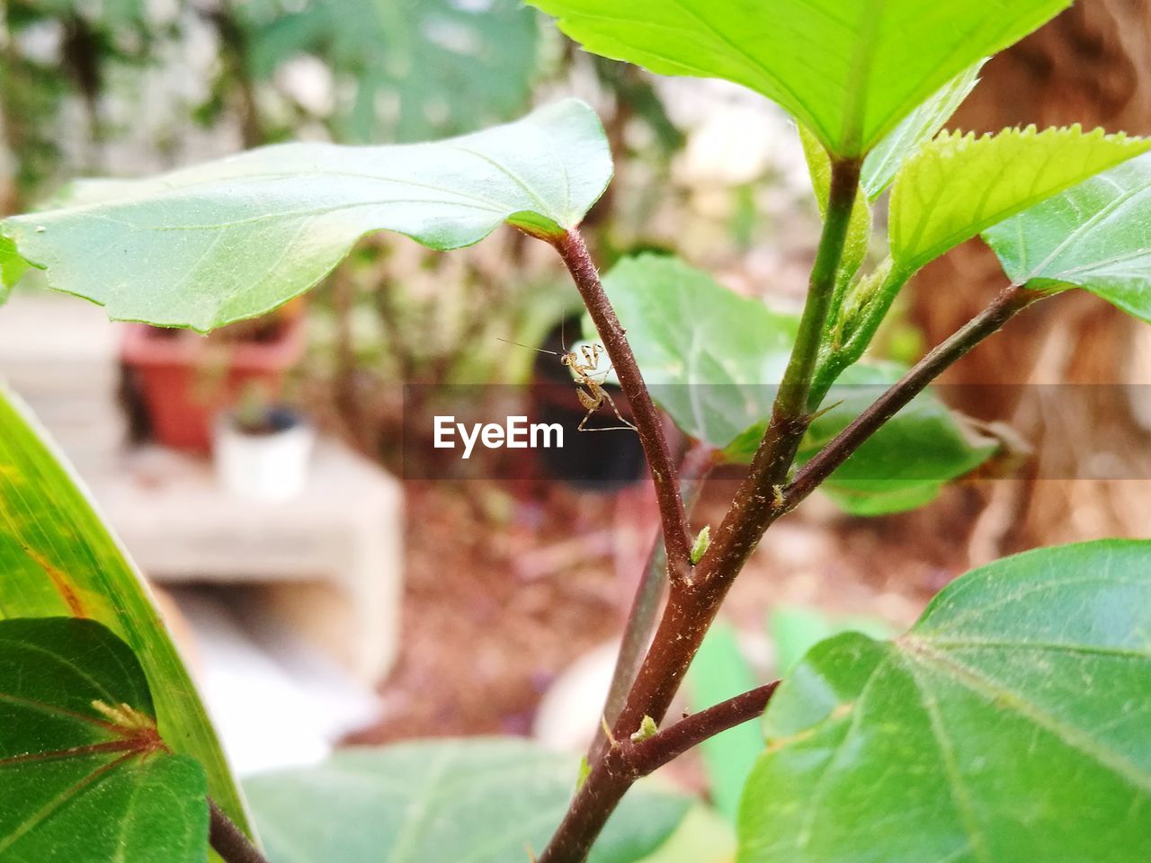 CLOSE-UP OF GRASSHOPPER ON PLANT