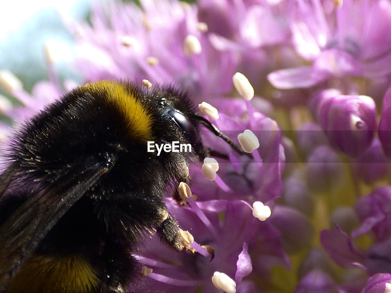 Close-up of bumble bee pollinating flowers