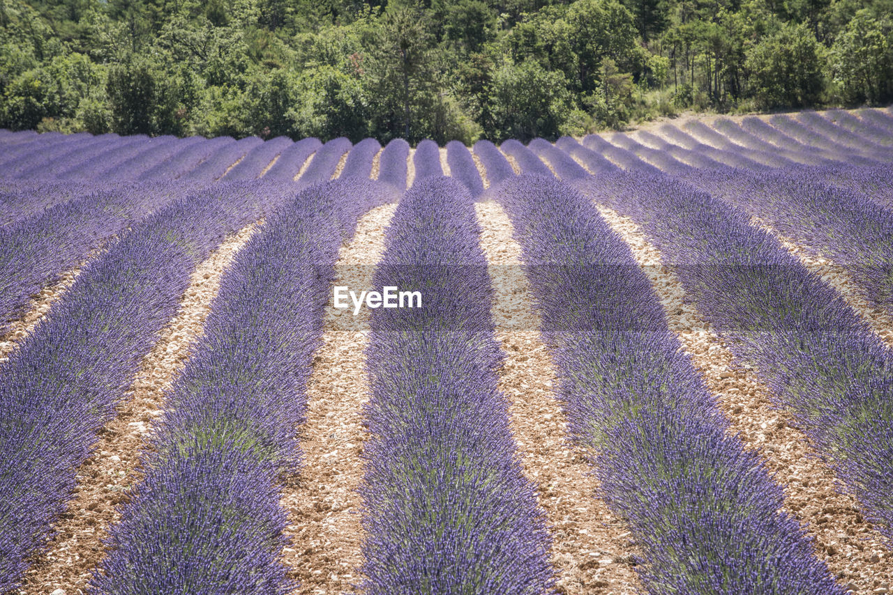 FULL FRAME SHOT OF LAVENDER GROWING ON FIELD BY TREES