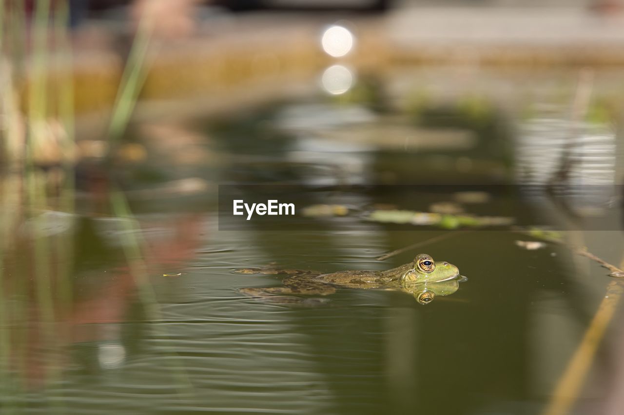 DUCK SWIMMING IN LAKE