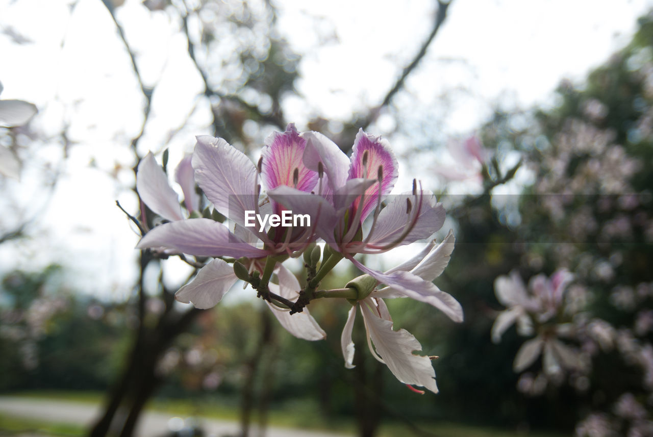 CLOSE-UP OF PINK MAGNOLIA BLOSSOMS