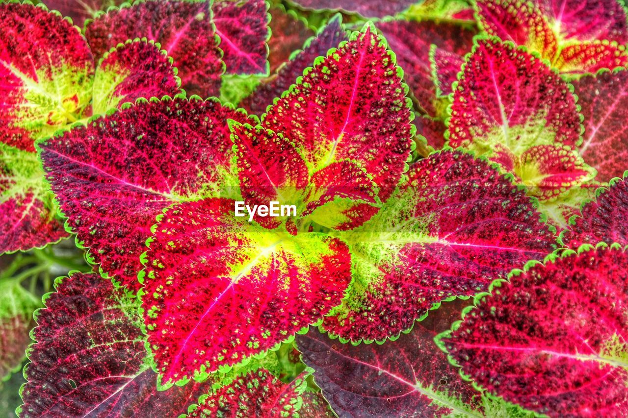 Full frame shot of fresh leaves