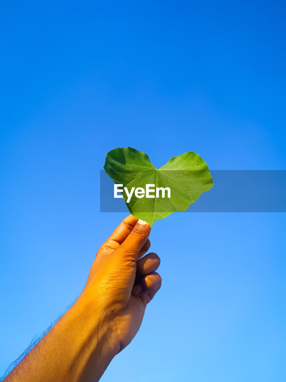 Green leaf in the hand of a boy on a blue background