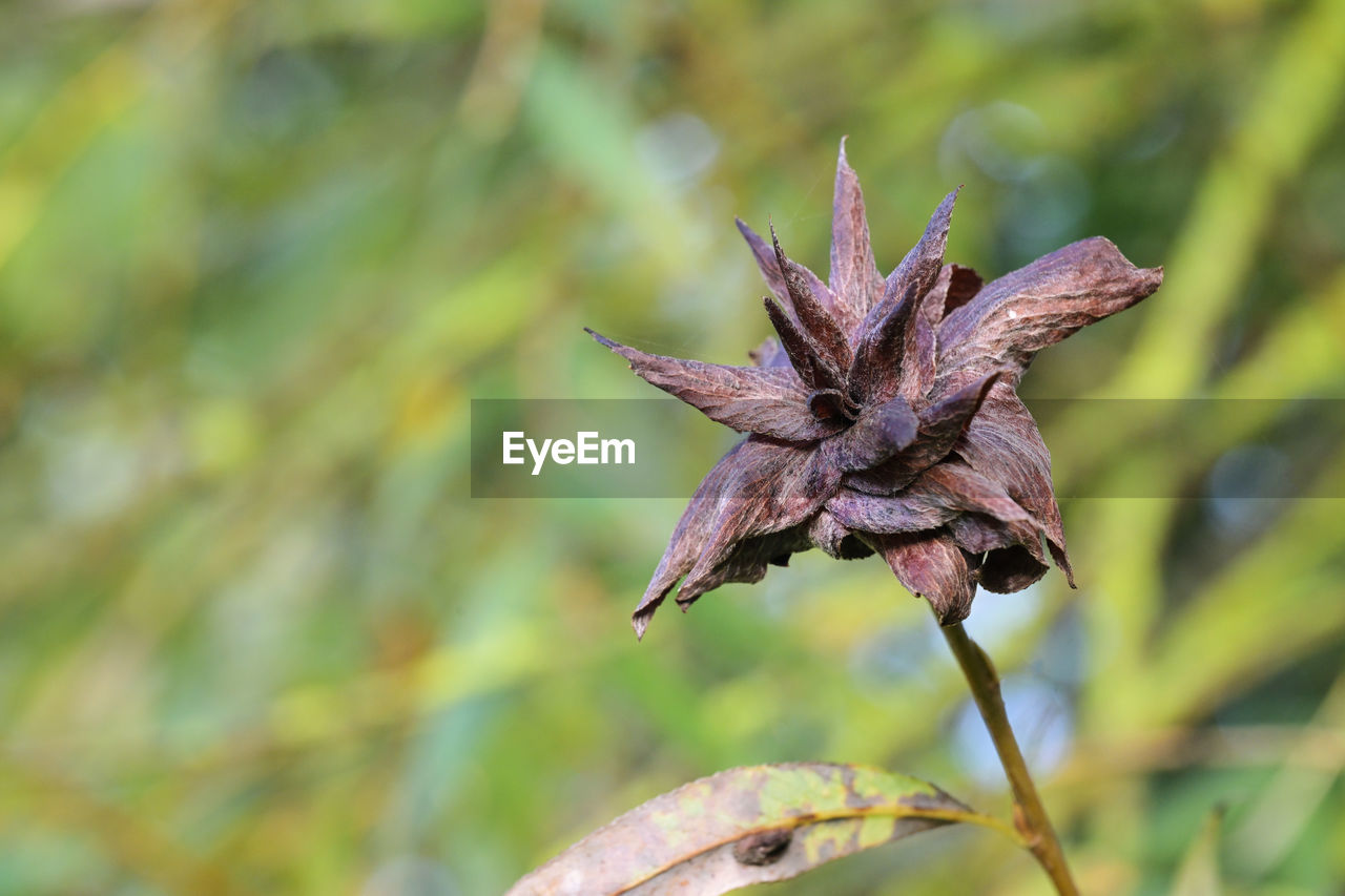 plant, flower, leaf, nature, close-up, plant part, beauty in nature, no people, focus on foreground, macro photography, outdoors, wildflower, flowering plant, environment, animal themes, animal, animal wildlife, growth, tree, land, day, food, grass, green