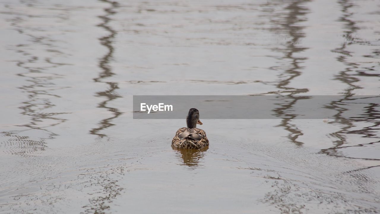 DUCK SWIMMING ON LAKE