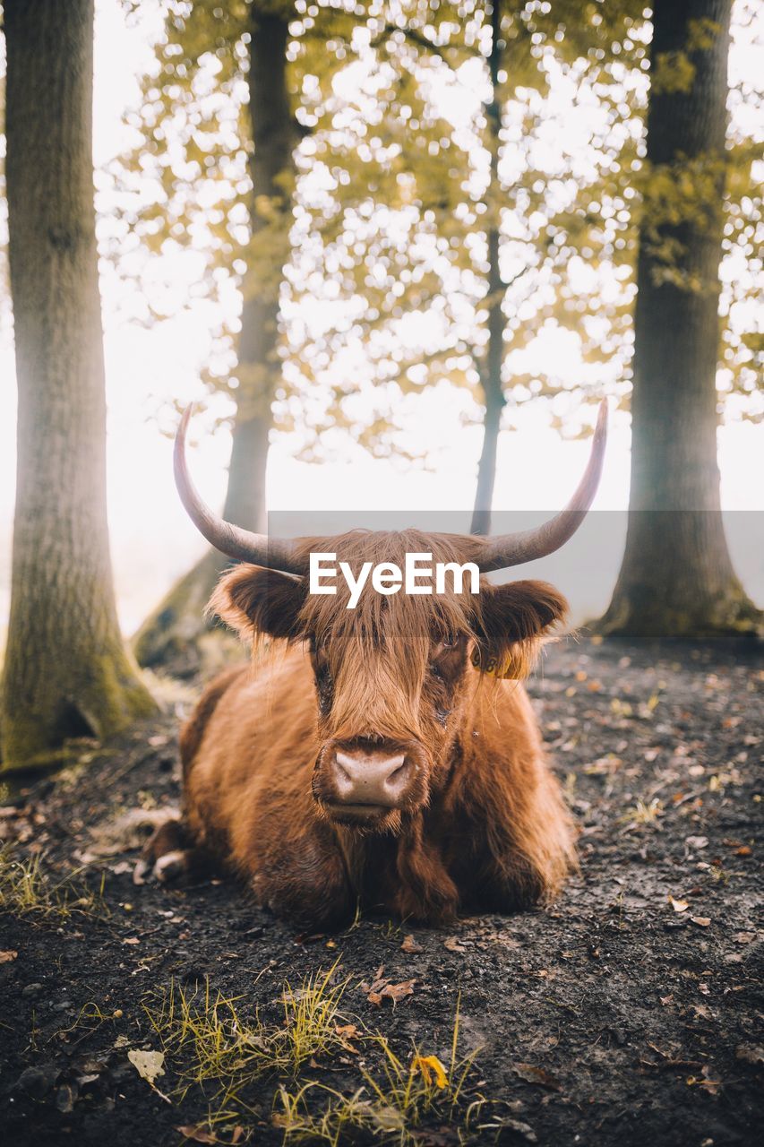 Portrait of highland cattle relaxing in forest