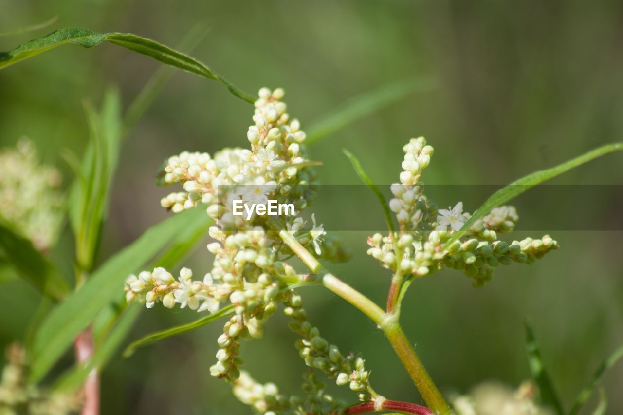 Close-up of plant