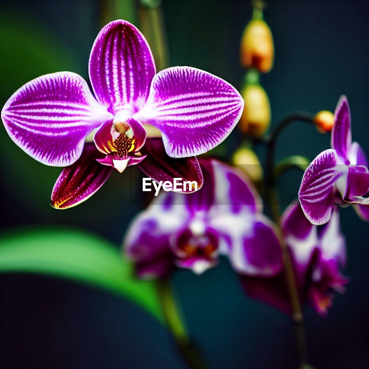 flower, flowering plant, plant, beauty in nature, freshness, orchid, close-up, macro photography, petal, flower head, purple, fragility, nature, inflorescence, focus on foreground, no people, growth, pink, magenta, outdoors, pollen