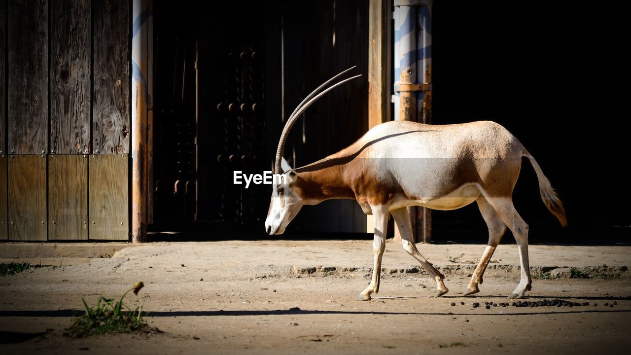 SIDE VIEW OF HORSE IN THE ANIMAL