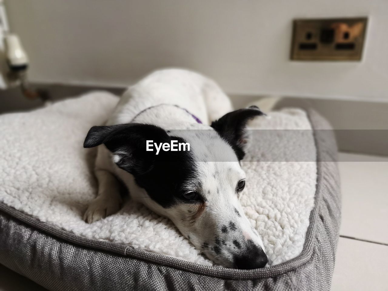 Close-up of a dog resting on bed