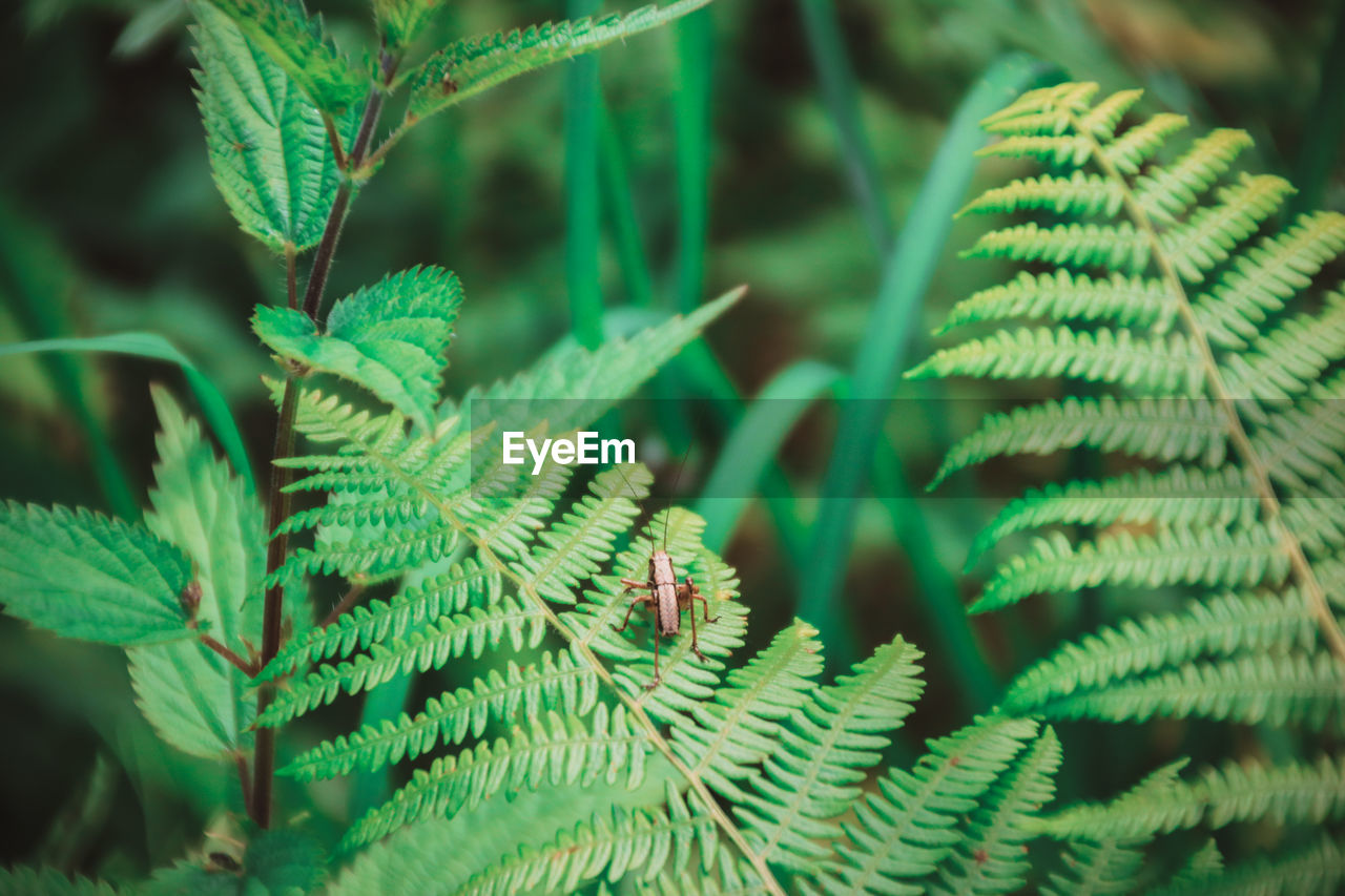 Close-up of grasshopper on fern