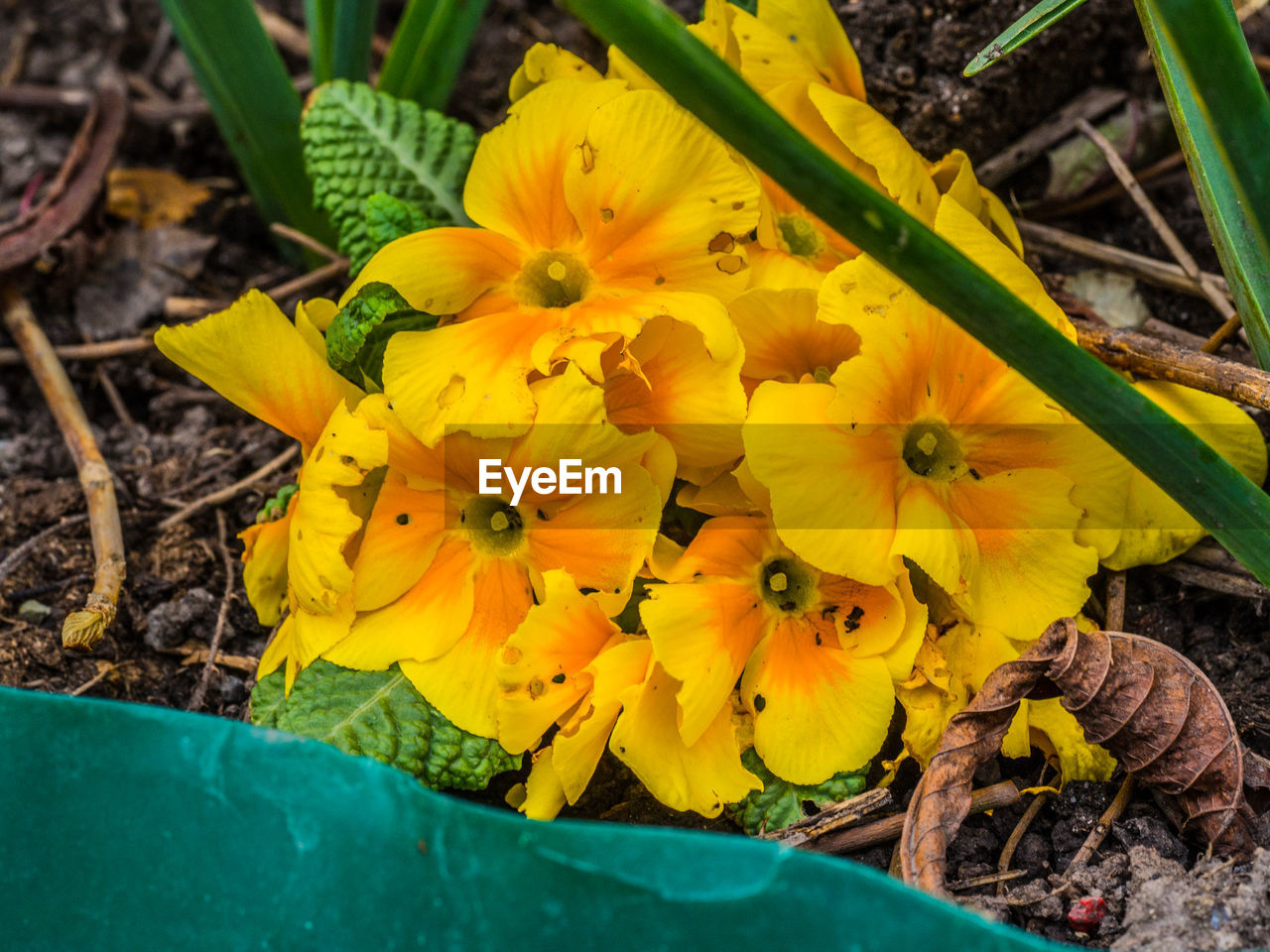 CLOSE-UP OF YELLOW FLOWERING PLANTS