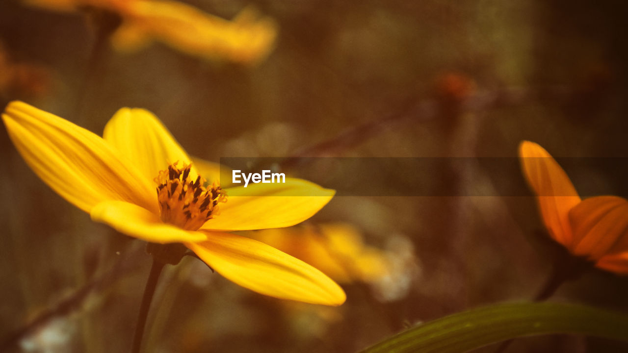 Close-up of yellow flower