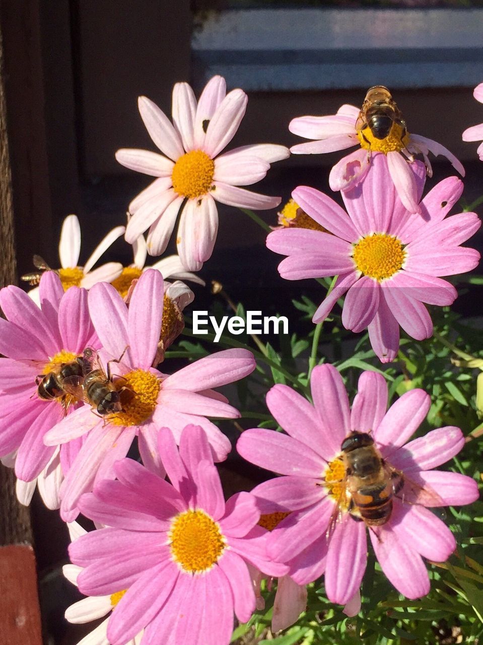 CLOSE-UP OF HONEY BEE ON PINK FLOWERS