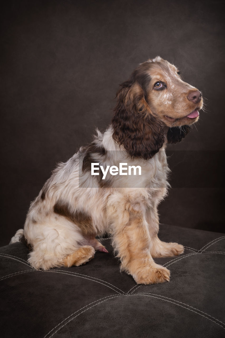 pet, one animal, domestic animals, dog, canine, animal themes, mammal, animal, spaniel, studio shot, indoors, sitting, black background, lap dog, no people, carnivore, cute, looking away, portrait, looking, purebred dog, full length, puppy