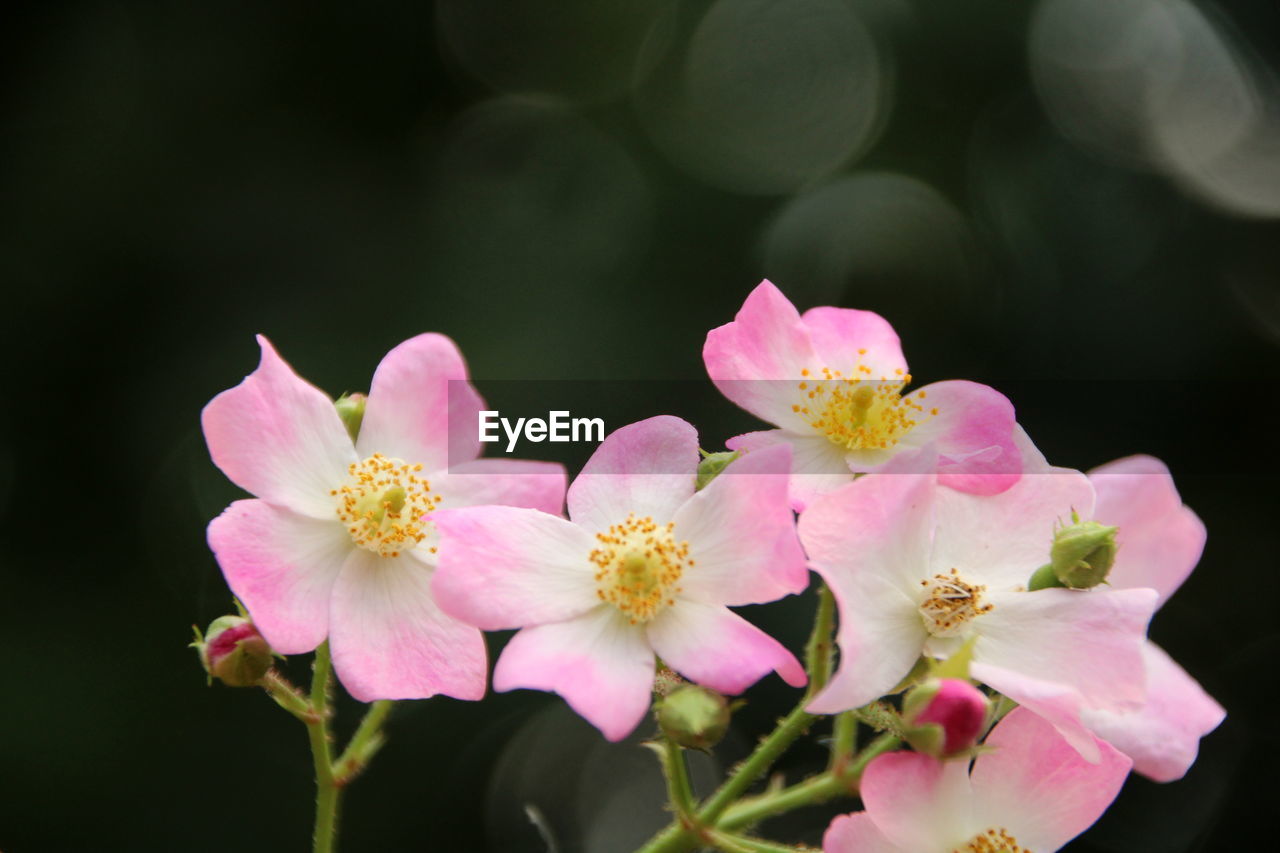 Close-up of pink cherry blossoms