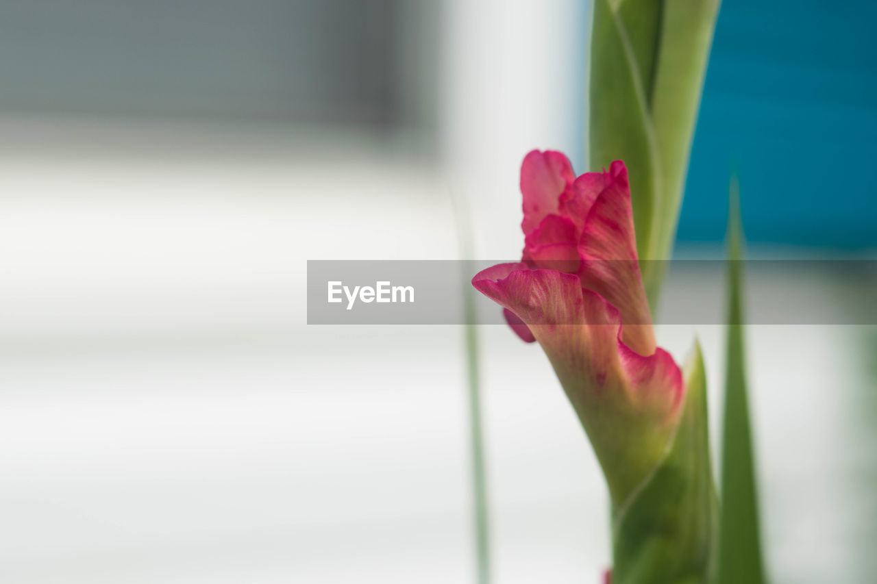CLOSE-UP OF PINK ROSE PLANT