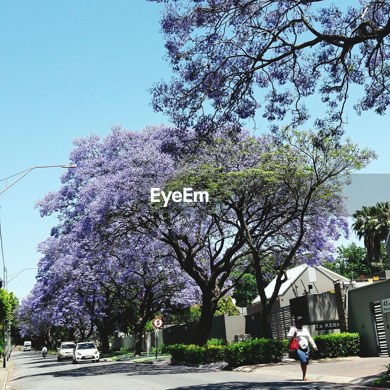 VIEW OF FLOWER TREE AGAINST SKY