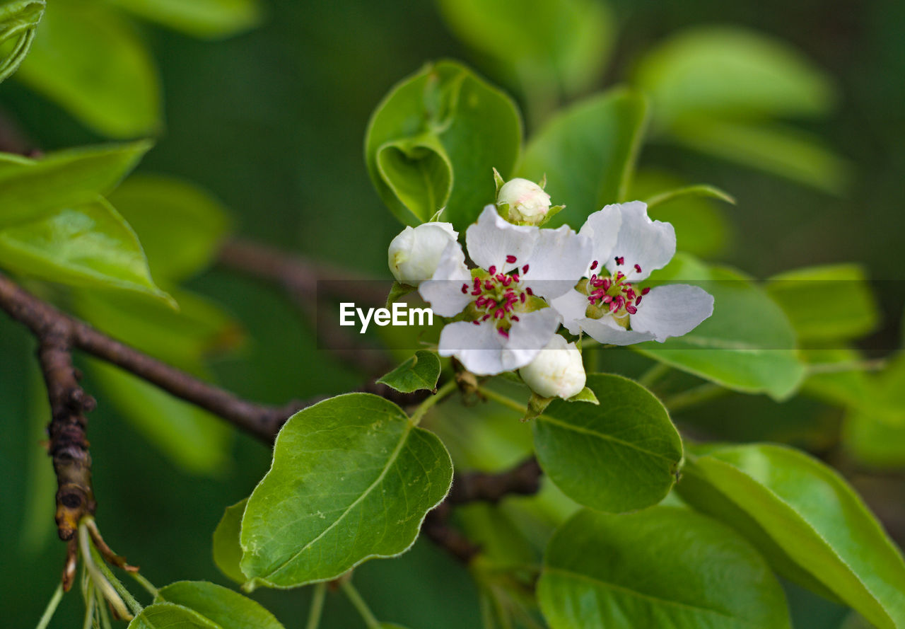 CLOSE-UP OF FRESH WHITE FLOWERING PLANT WITH RED FLOWERS