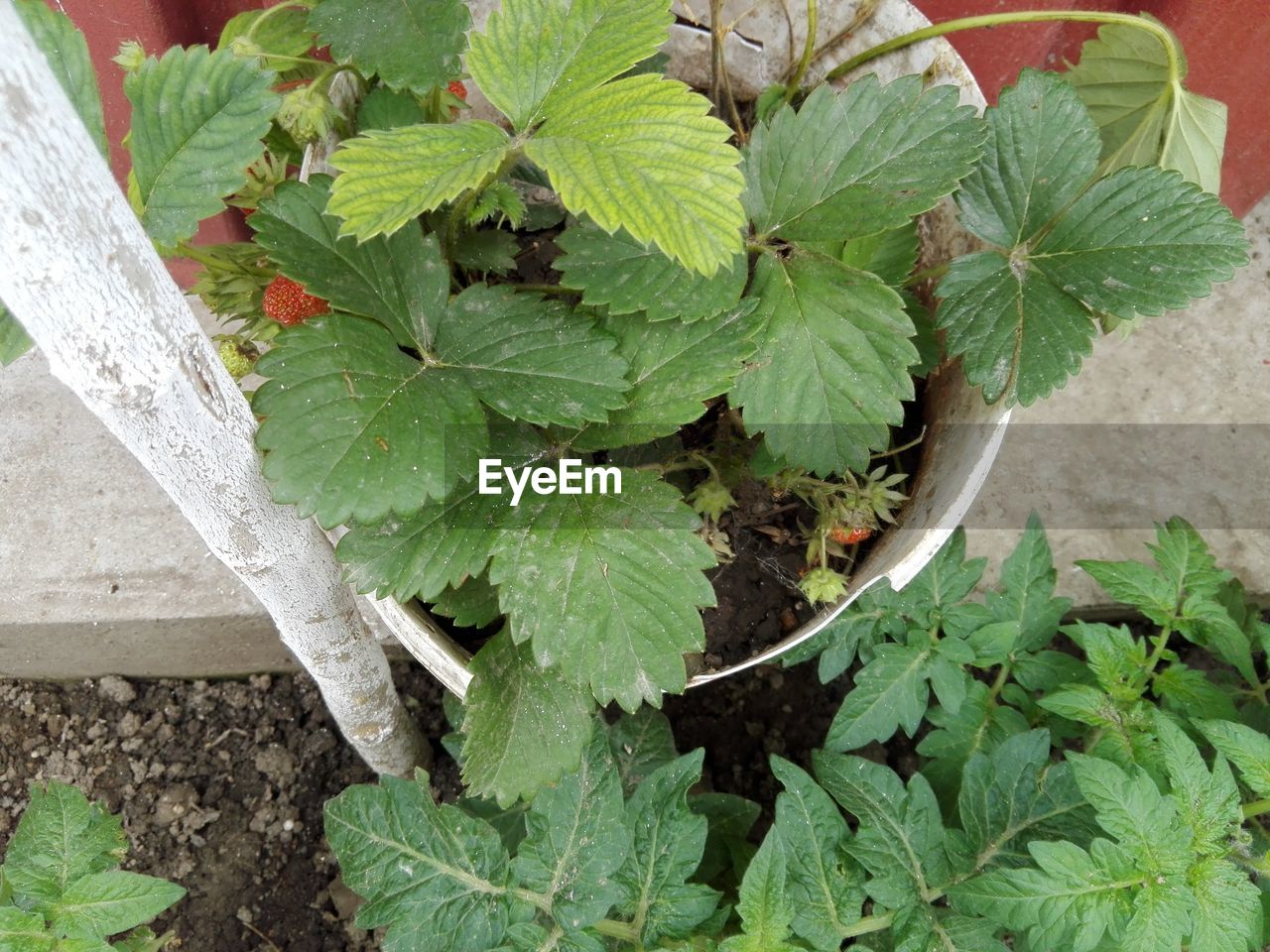 CLOSE-UP OF PLANT