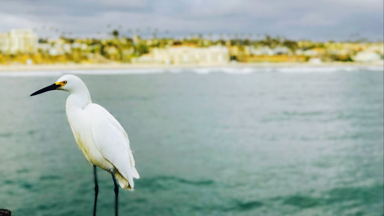 CLOSE-UP OF WHITE BIRD PERCHING ON SHORE AGAINST SKY