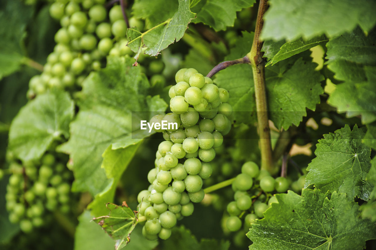 Grapes and  leaves 