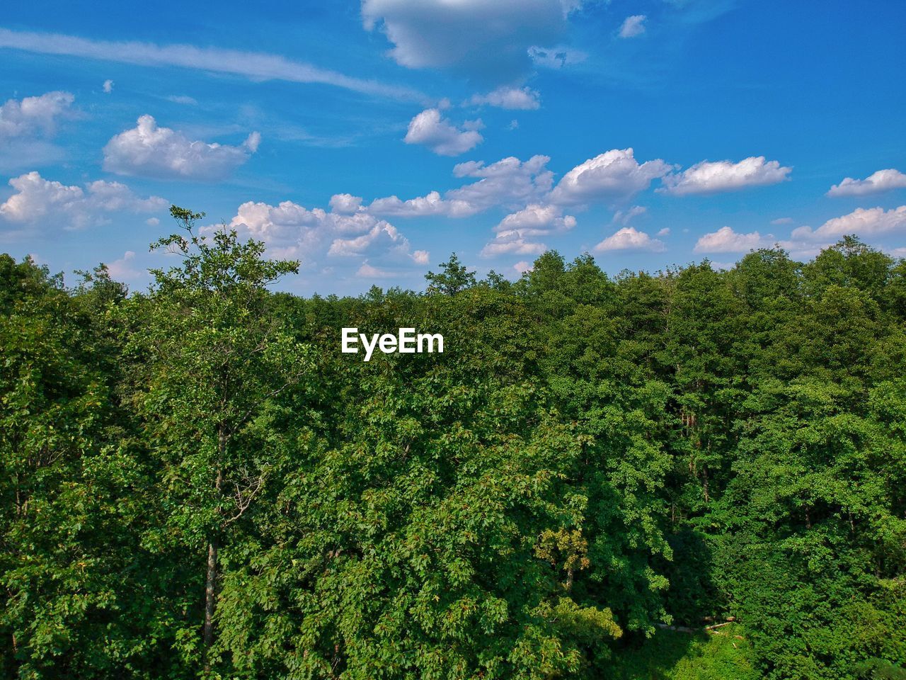 SCENIC VIEW OF TREES AGAINST SKY IN FOREST