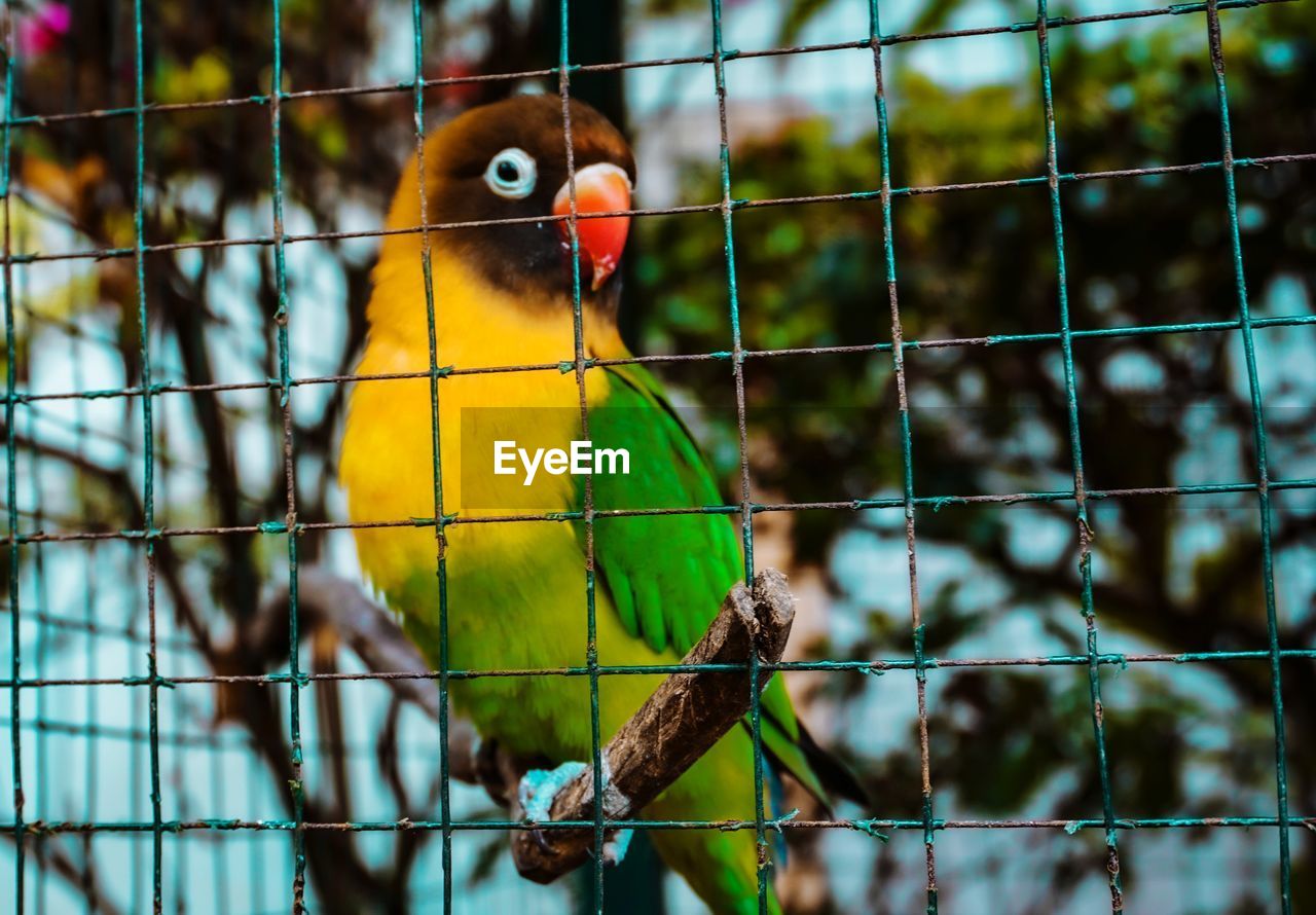 CLOSE-UP OF PARROT