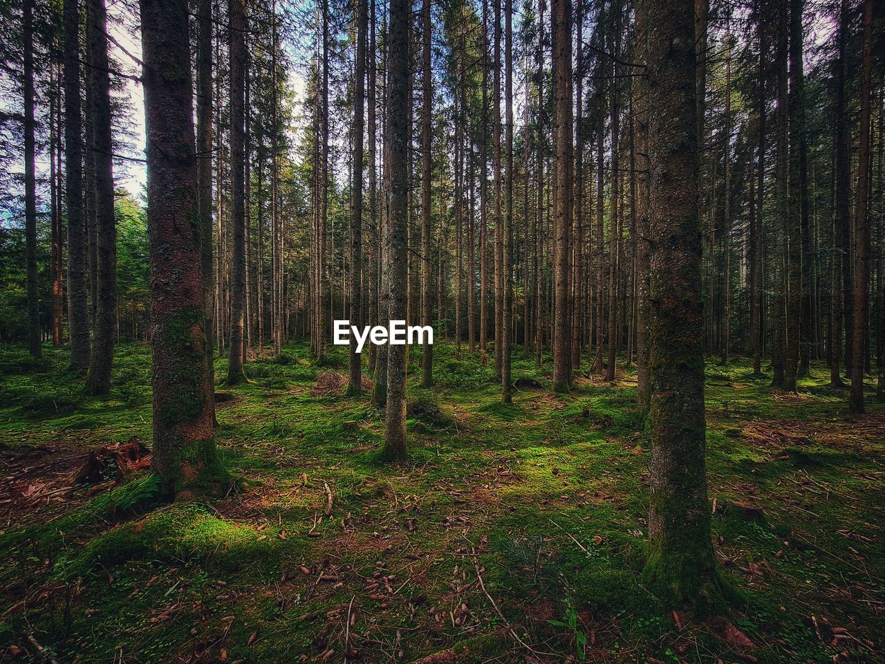 SCENIC VIEW OF TREES IN FOREST