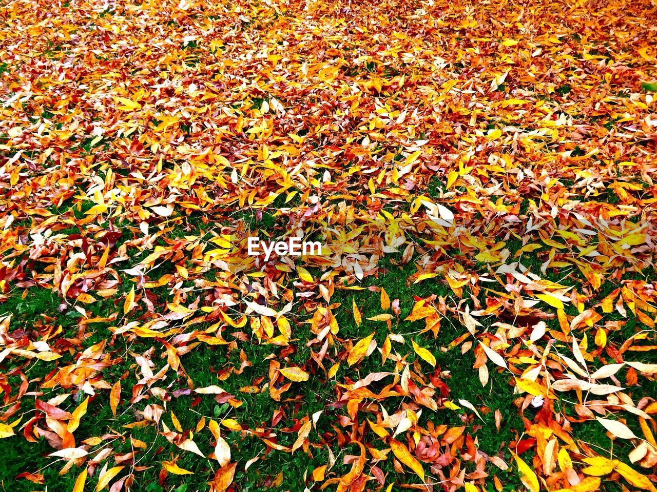 Leaves fallen on ground during autumn