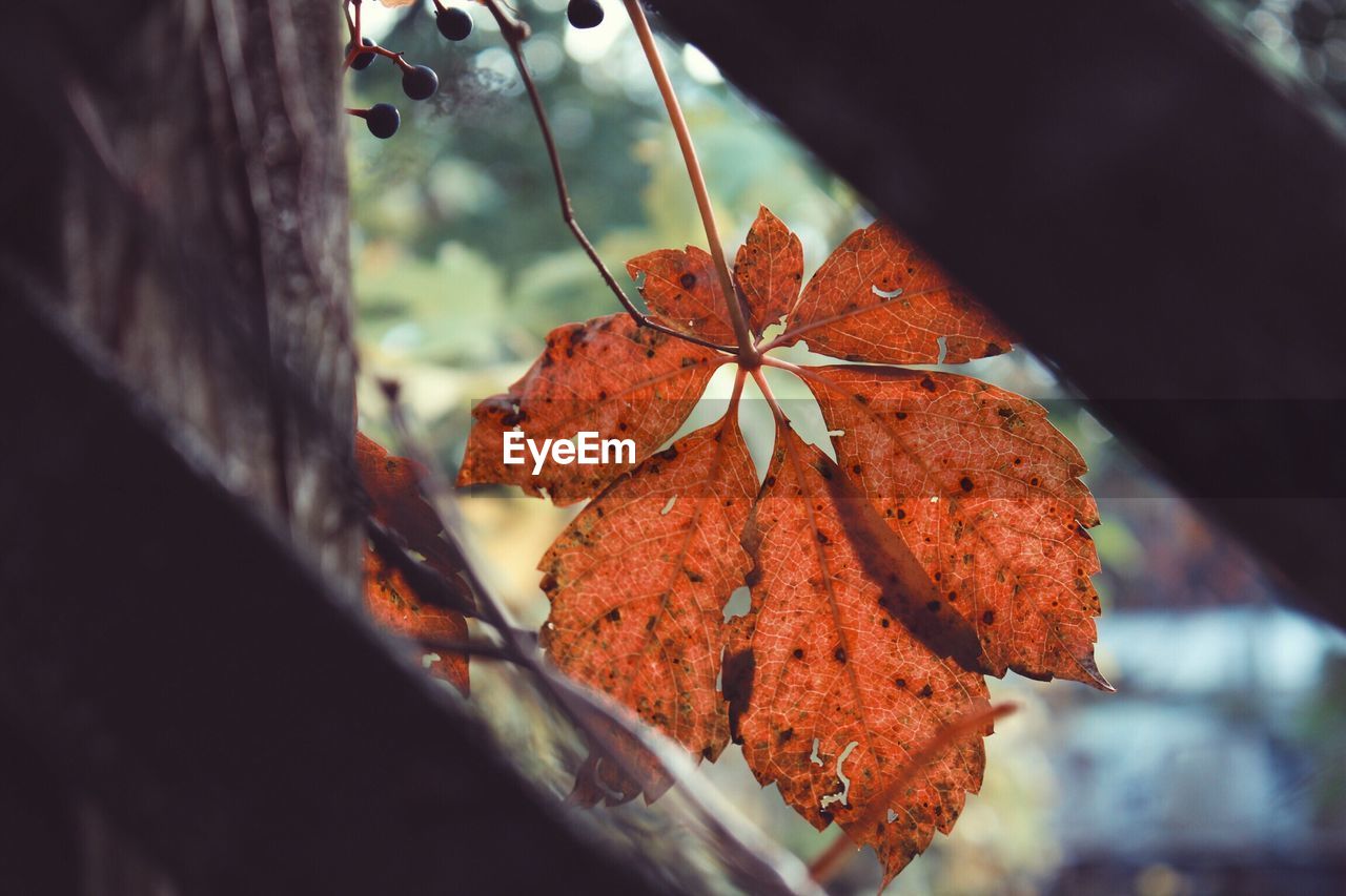 Close-up of maple leaves