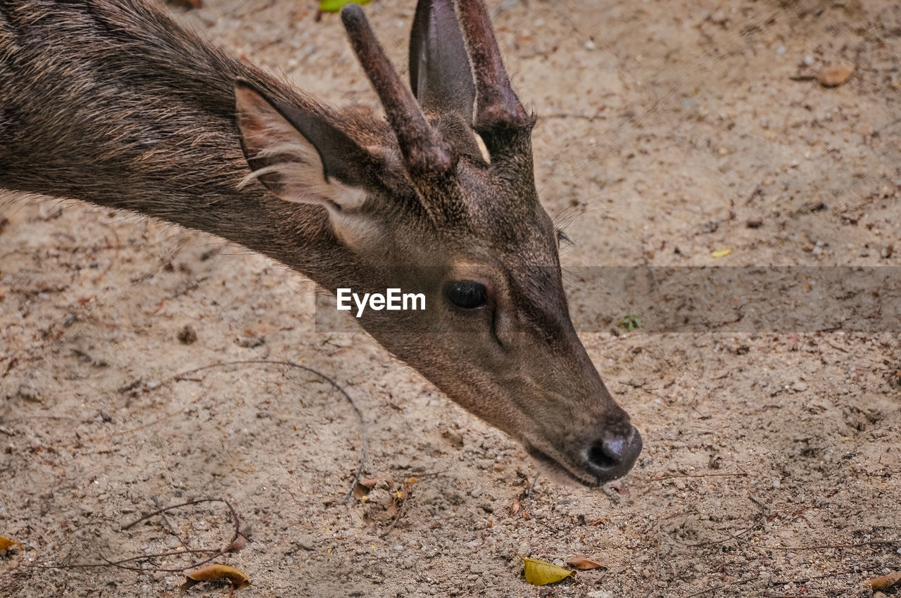 CLOSE-UP OF DEER ON FIELD