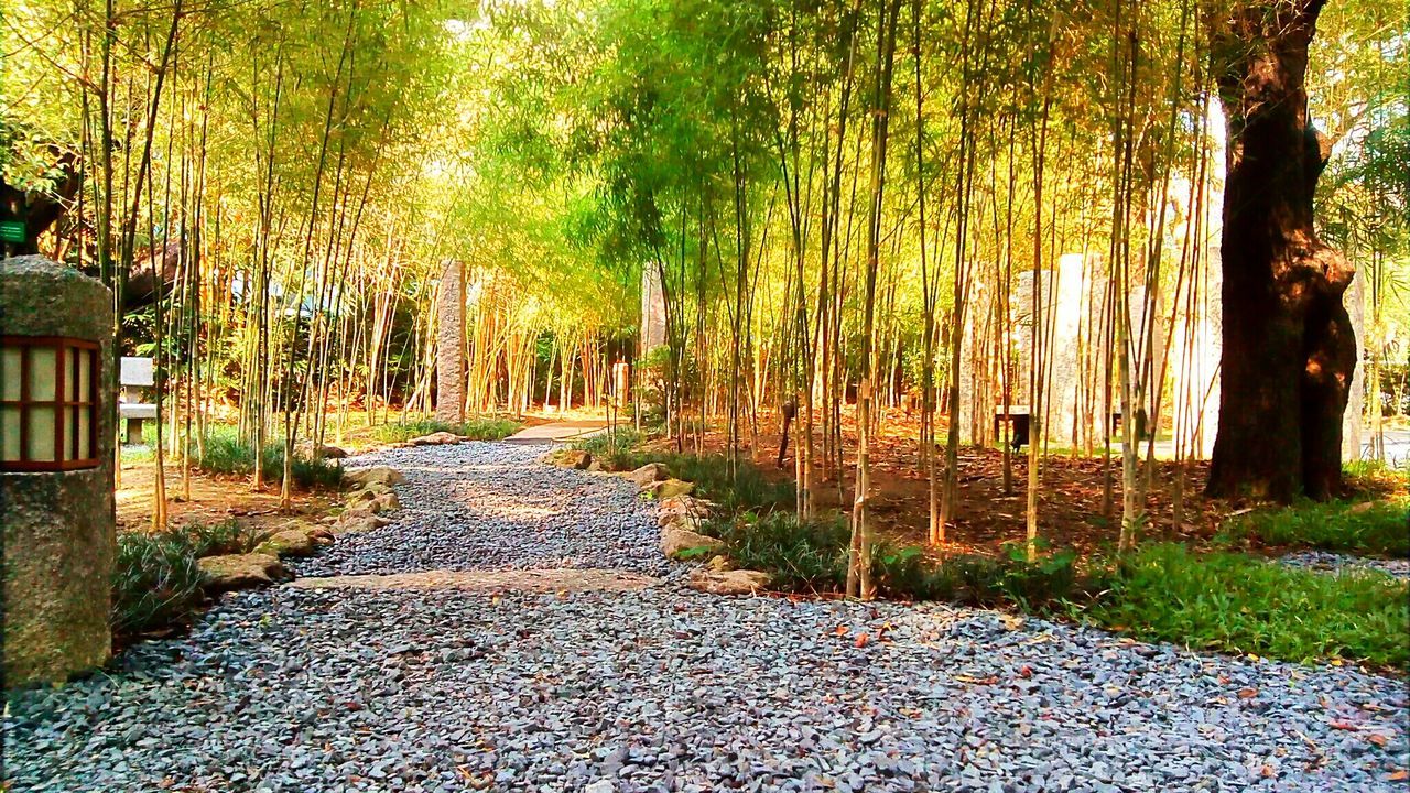 VIEW OF BAMBOO TREES