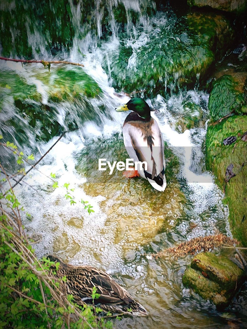 High angle view of mallard ducks in waterfall