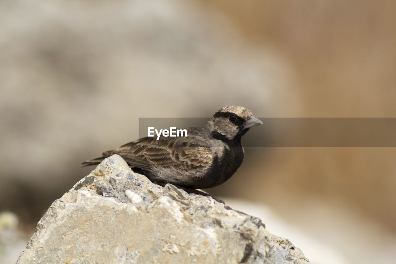 SIDE VIEW OF BIRD PERCHING ON ROCK
